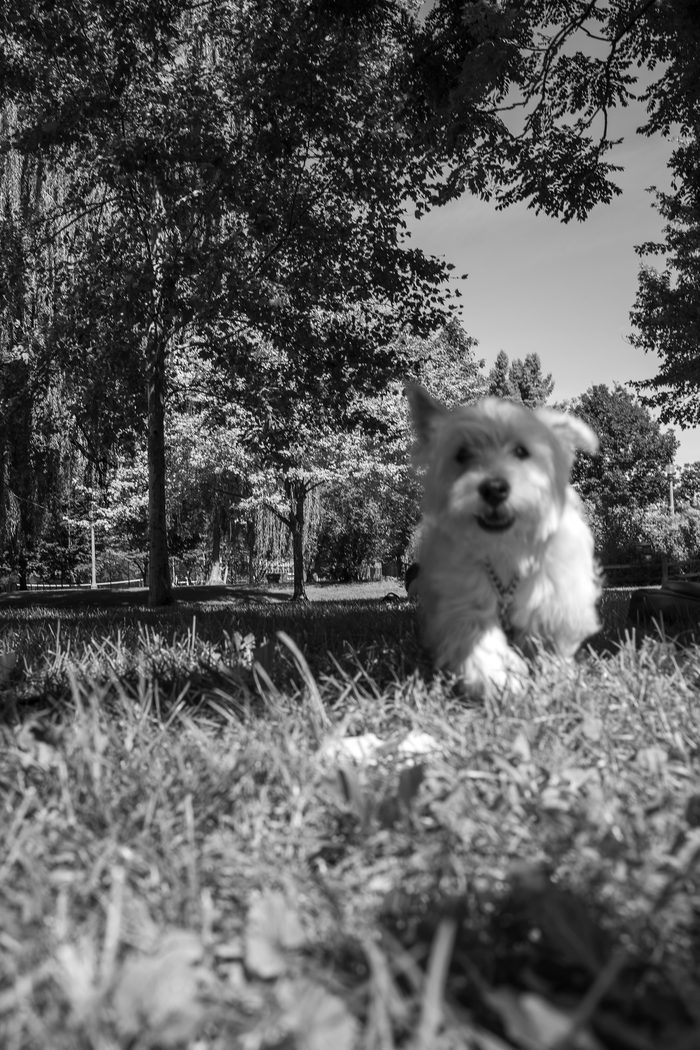 Ceviche — pet photography by Adrian Luis Perez, Chicago