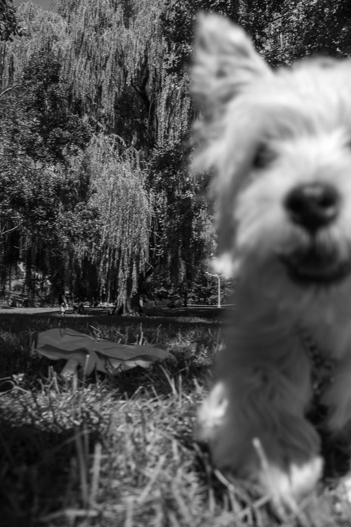 Ceviche — pet photography by Adrian Luis Perez, Chicago