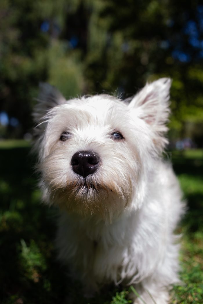 Ceviche — pet photography by Adrian Luis Perez, Chicago