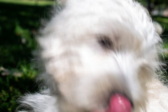 Ceviche — pet photography by Adrian Luis Perez, Chicago