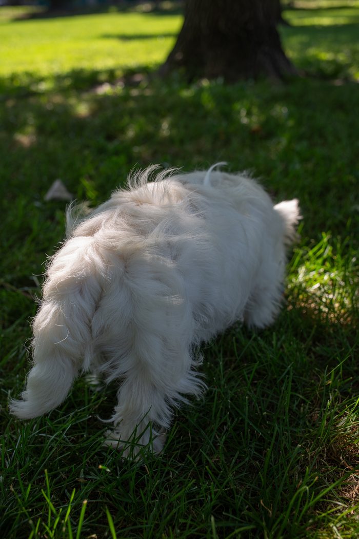 Ceviche — pet photography by Adrian Luis Perez, Chicago