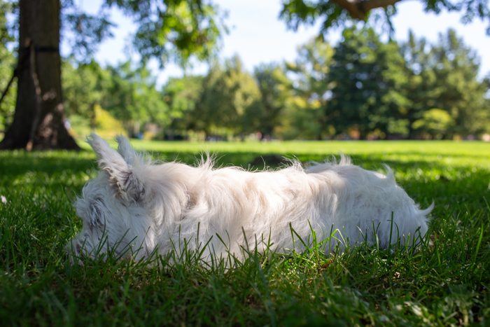 Ceviche — pet photography by Adrian Luis Perez, Chicago