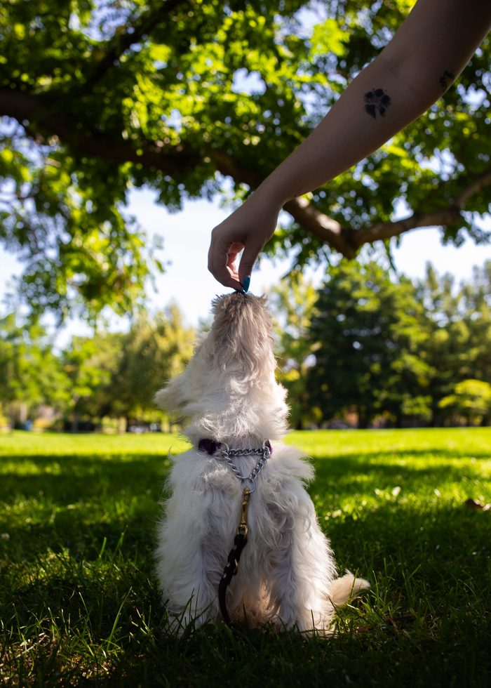 Ceviche — pet photography by Adrian Luis Perez, Chicago