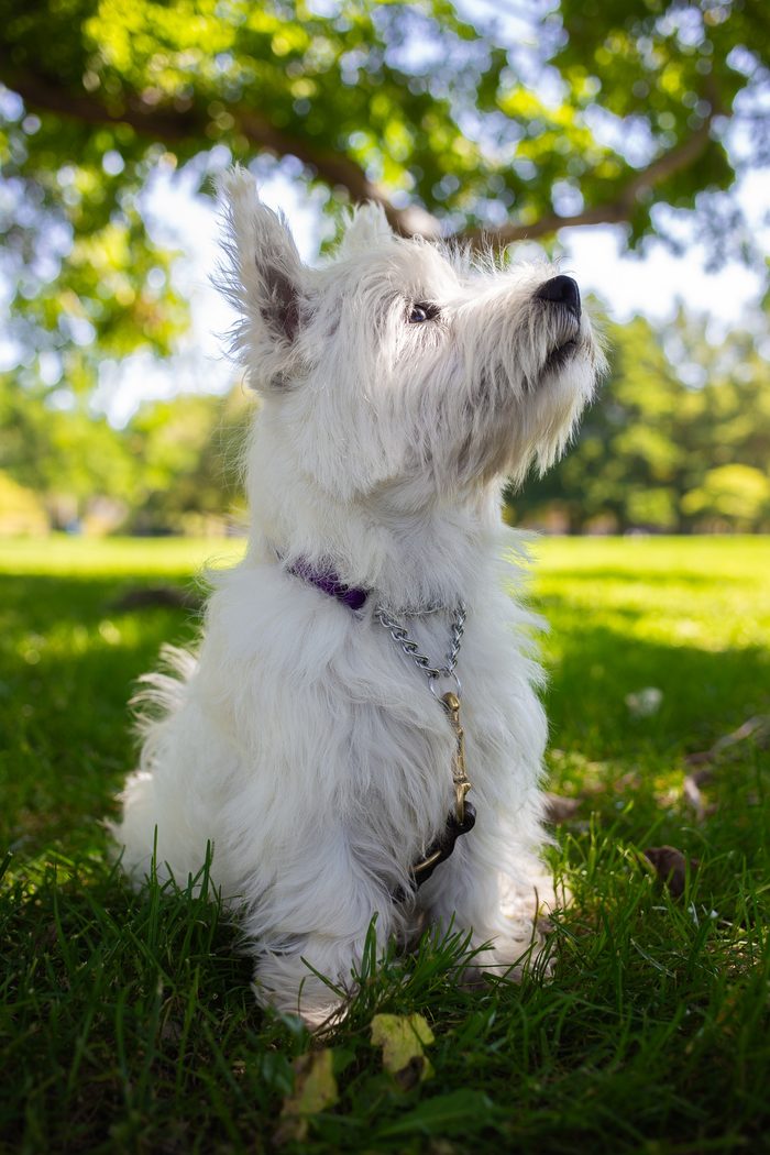 Ceviche — pet photography by Adrian Luis Perez, Chicago