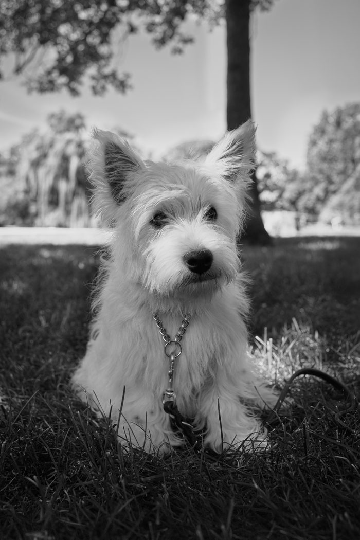 Ceviche — pet photography by Adrian Luis Perez, Chicago